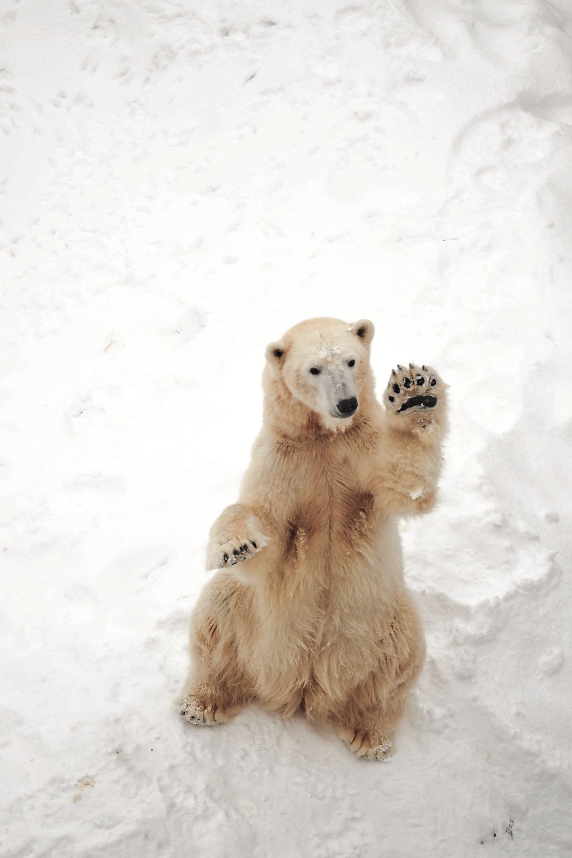 Polar bears